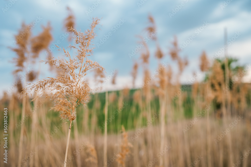 Dry reed in light pastel colors blowing on lake. Pampas grass. Amazing natural background, golden hour. Dry reed in light pastel colors blowing on lake. Pampas grass. Amazing natural background, golden hour.