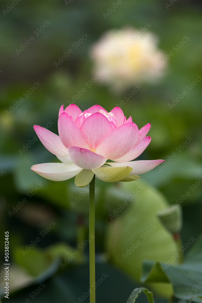 蓮の花 夏のイメージ 蓮の花 夏のイメージ