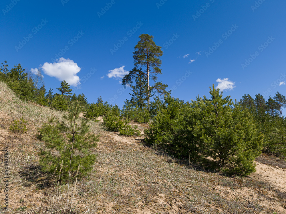 Large and small pines grow on the slope of the hill. Large and small pines grow on the slope of the hill.
