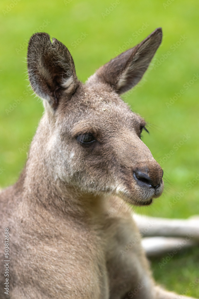 カンガルーのポートレート