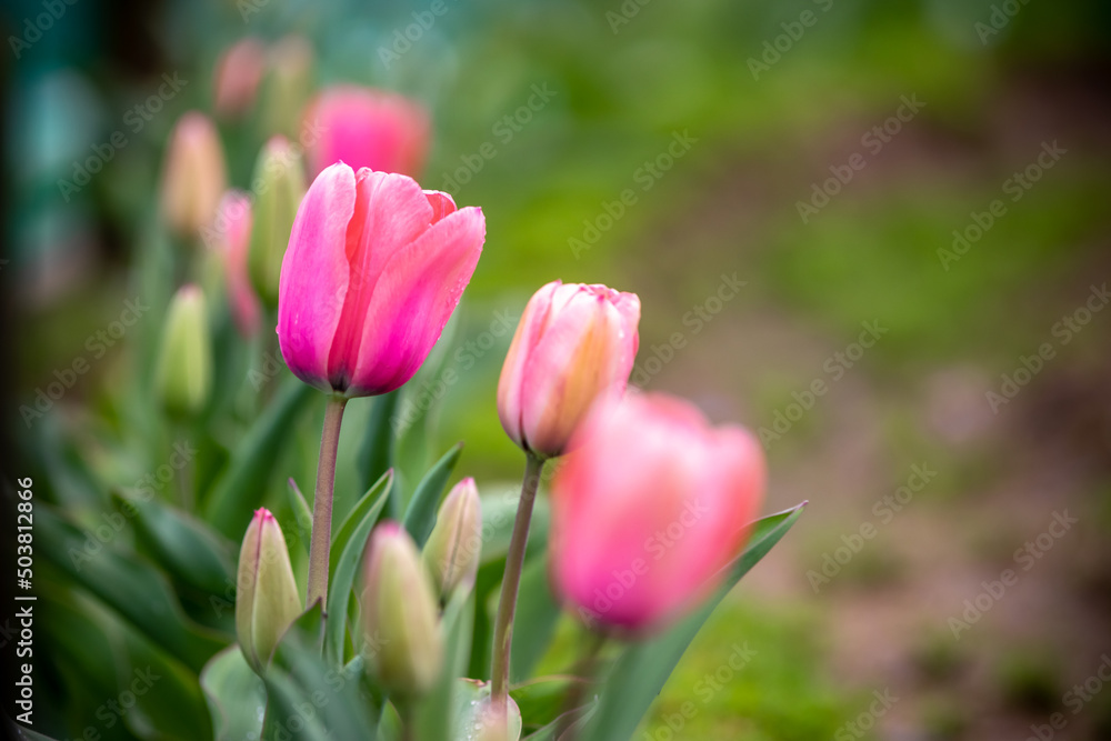 チューリップの花 春のイメージ チューリップの花 春のイメージ