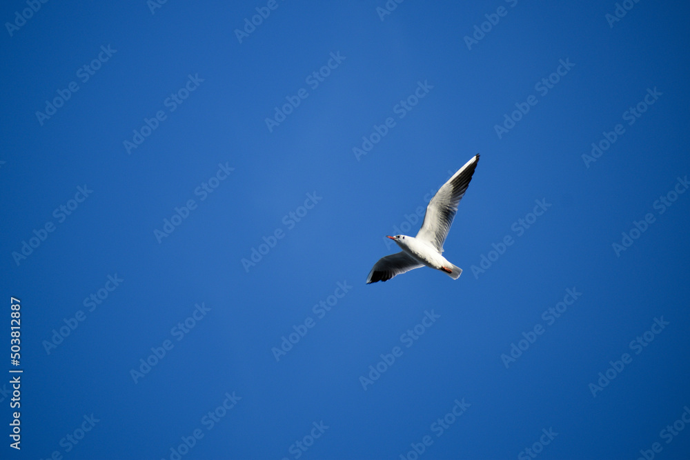 seagull in flight