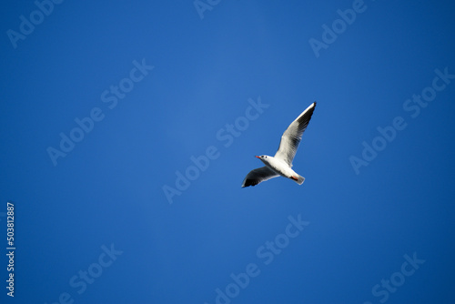 seagull in flight