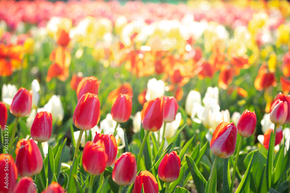 チューリップの花　春のイメージ