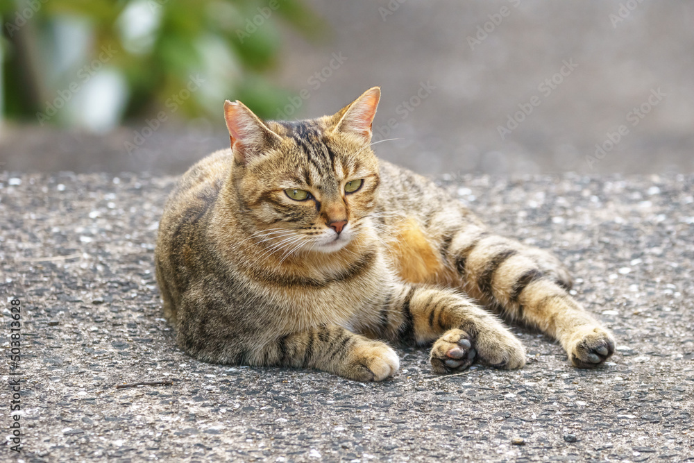 野良猫のポートレート 野良猫のポートレート