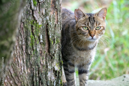 野良猫のポートレート