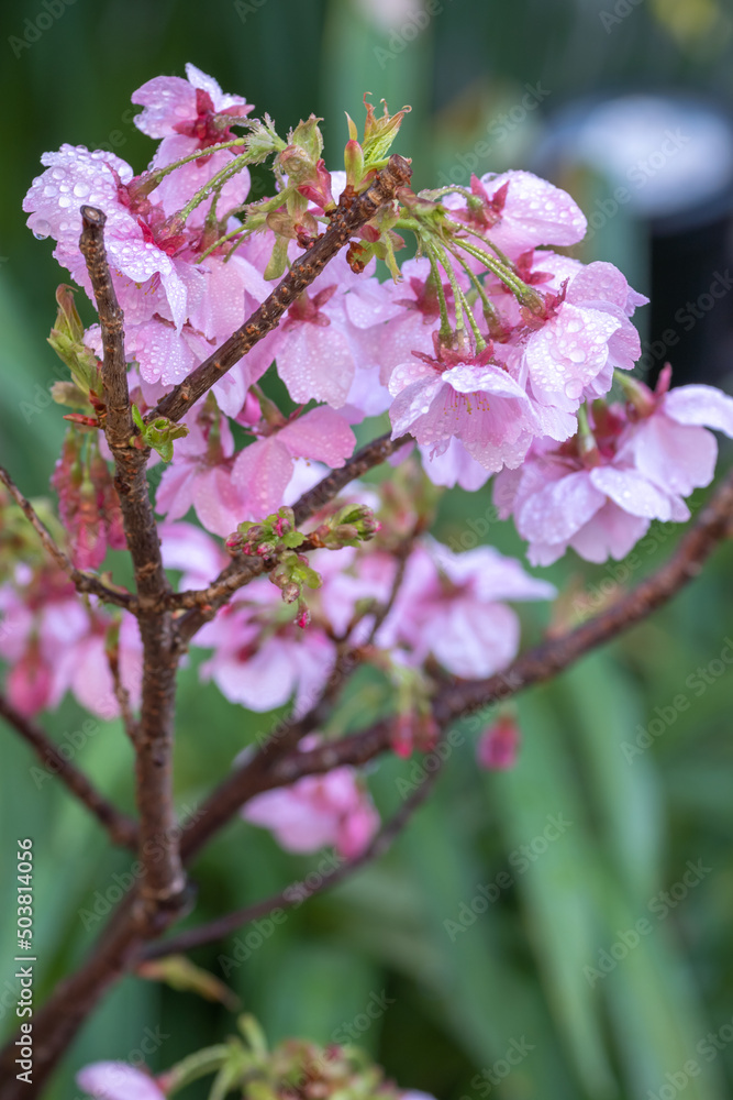 Fototapeta premium 桜の花 春のイメージ