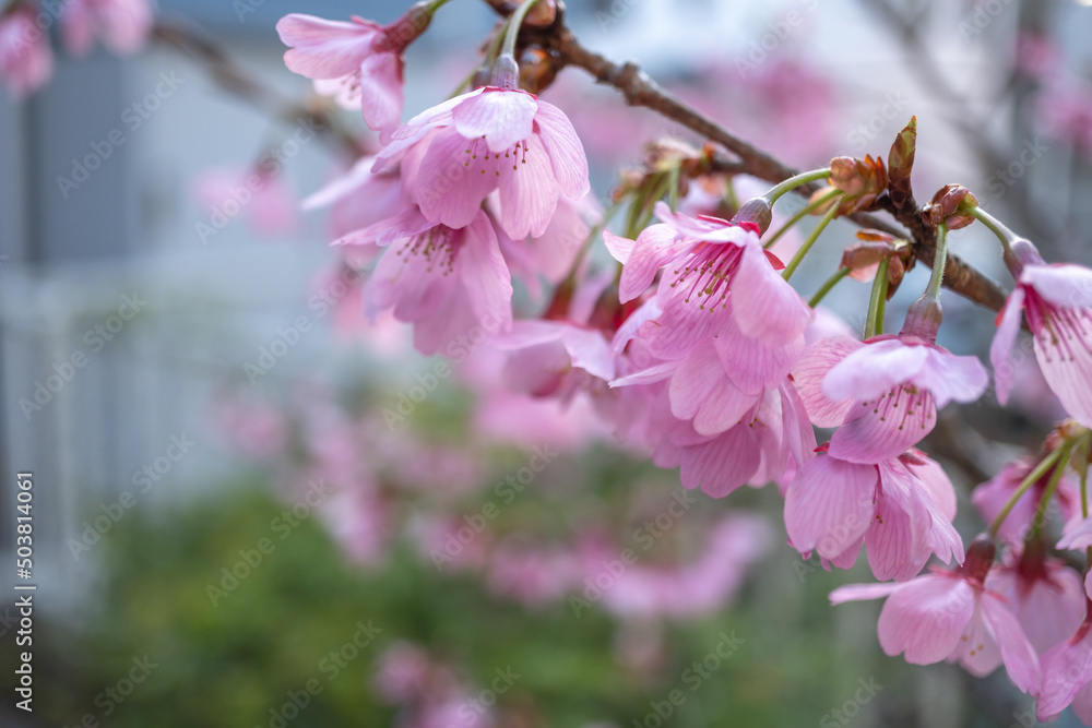 桜の花 春のイメージ 桜の花 春のイメージ