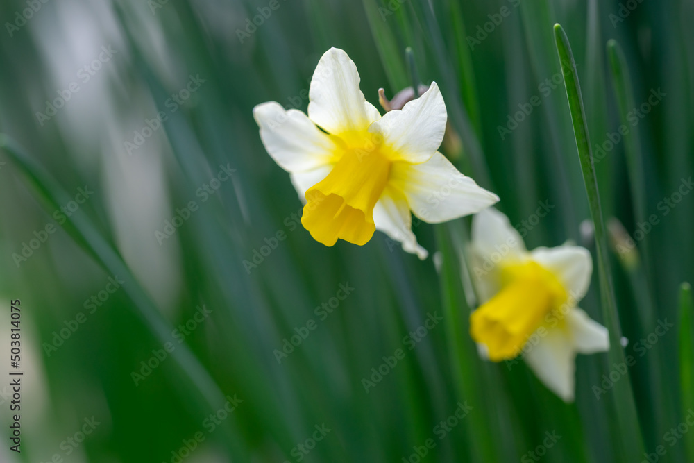 水仙の花　初春イメージ