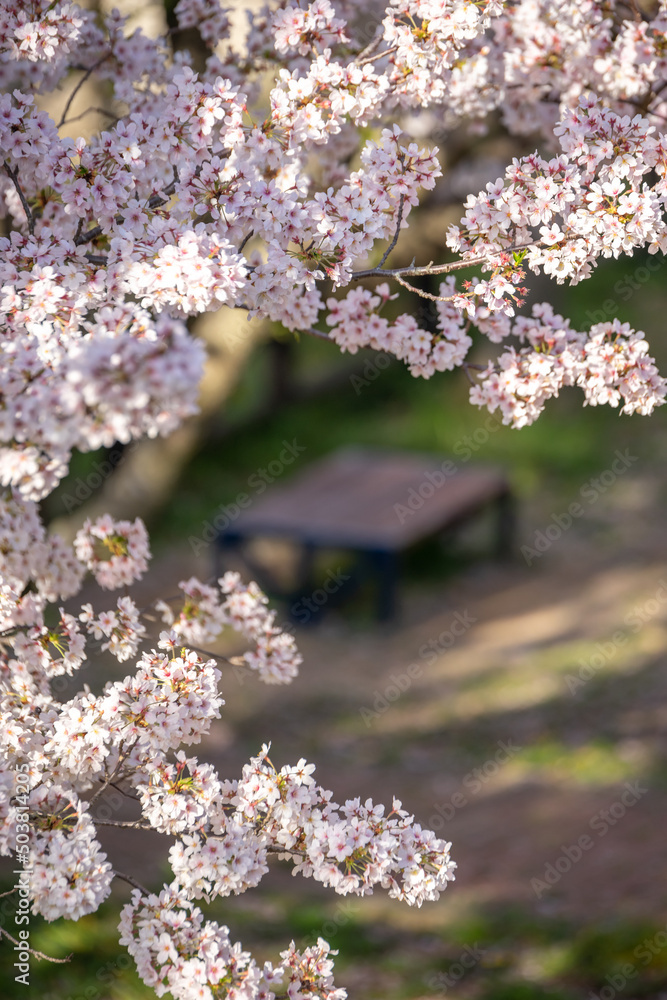 桜の花　春のイメージ