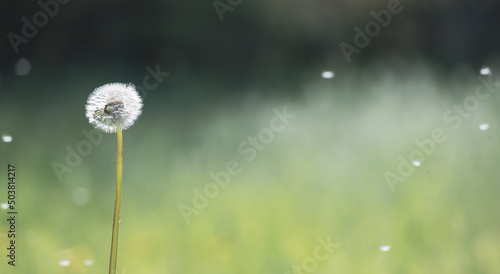A blooming dandelion in the garden  which the wind blew away a few seeds. The seeds fly around near the dandelion. It s spring day and dandelion seeds are flying everywhere. The background is green.