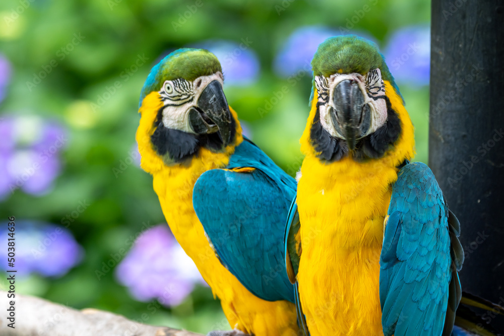 ルリコンゴウインコのポートレート