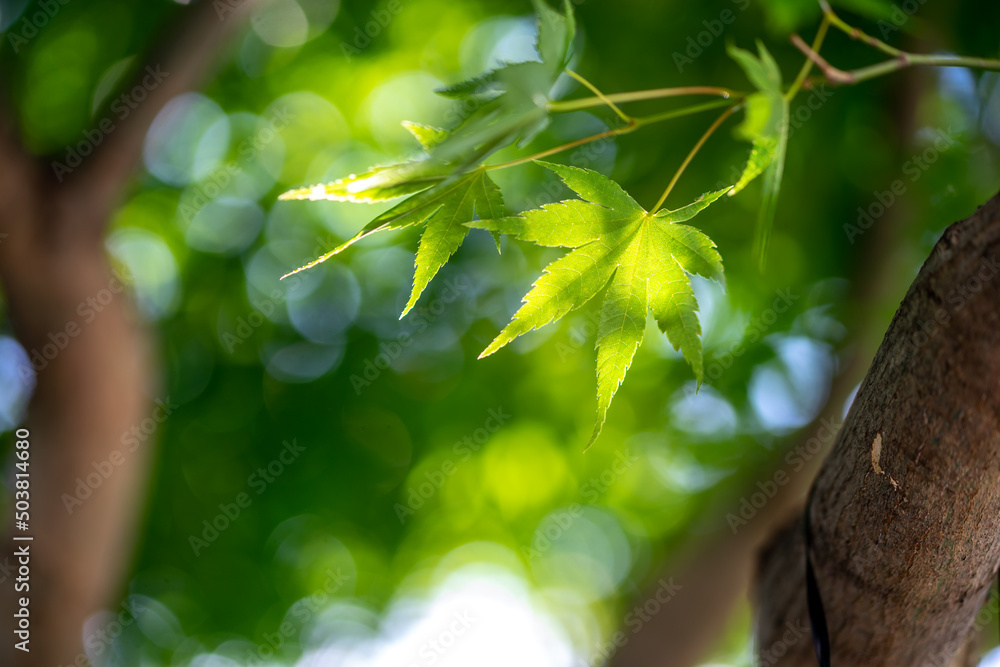 Obraz premium 緑のもみじ 初夏のイメージ