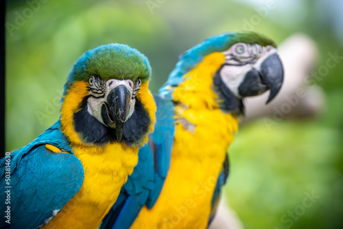 ルリコンゴウインコのポートレート