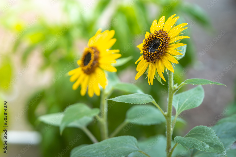 ひまわりの花　夏のイメージ
