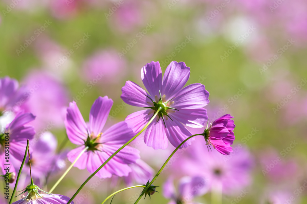 コスモスの花 秋のイメージ コスモスの花 秋のイメージ