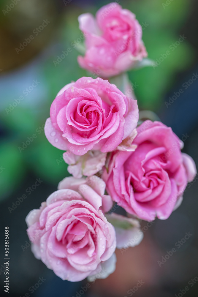 バラの花 バラの花