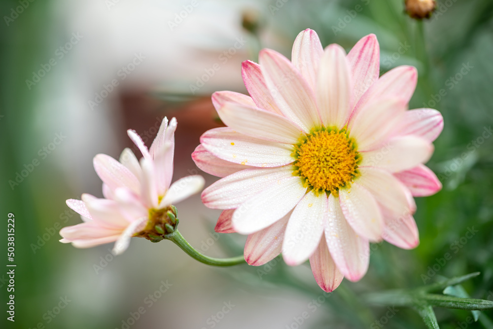 マーガレットの花 春のイメージ マーガレットの花 春のイメージ