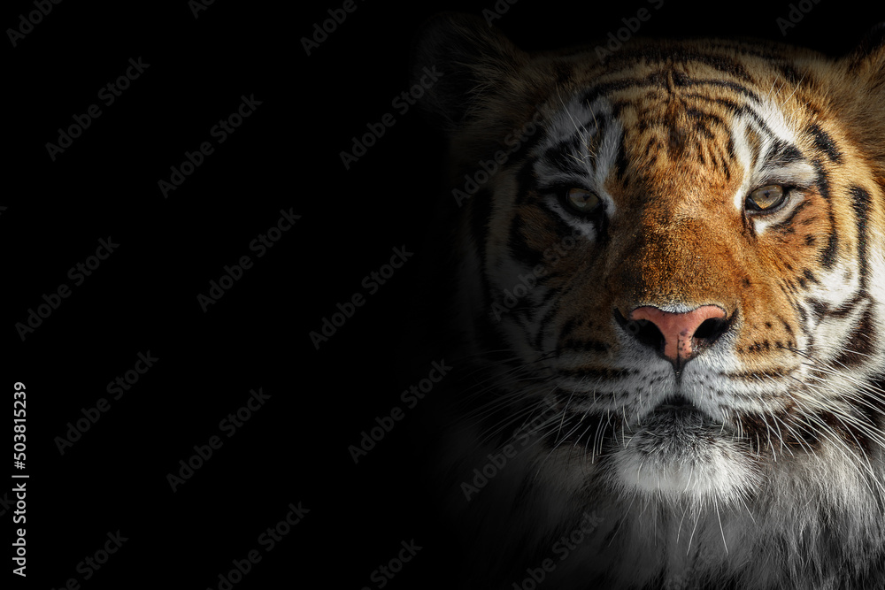 Color portrait of a tiger on a black background	