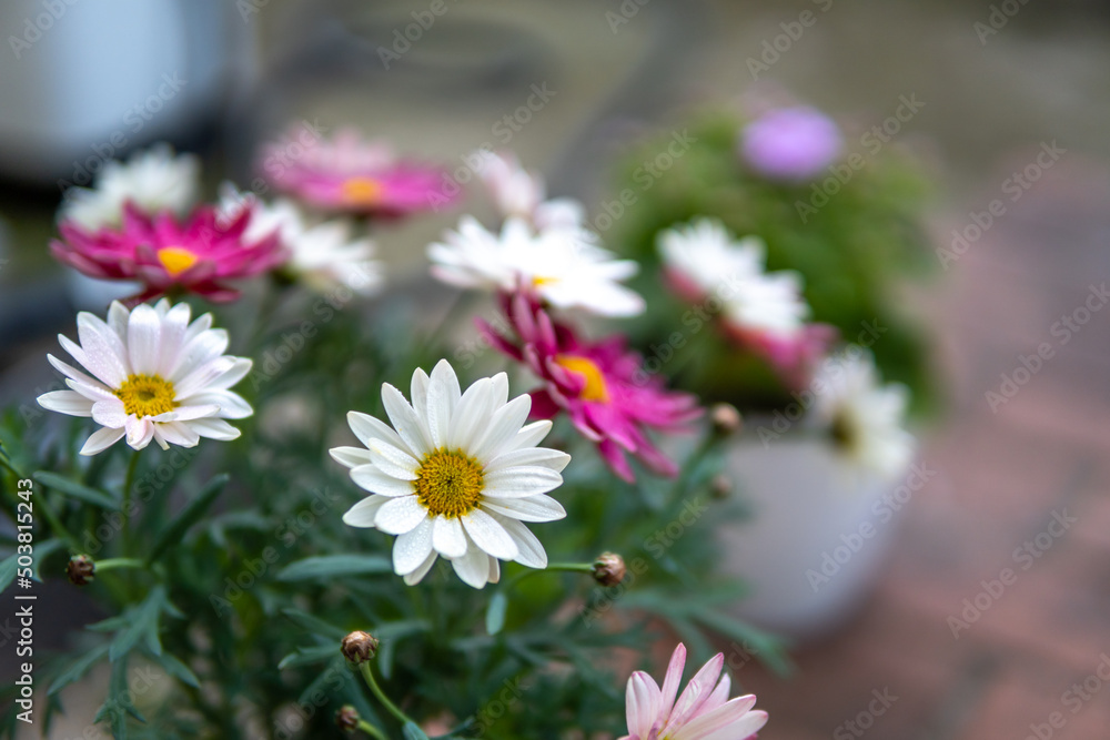 Fototapeta premium マーガレットの花 春のイメージ