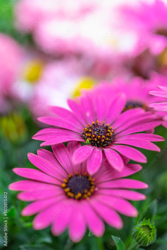 デイジーの花　春のイメージ