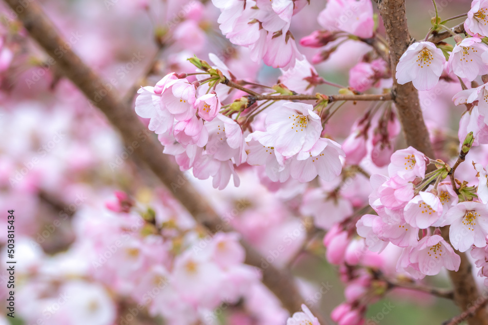 Naklejka premium 桜の花 春のイメージ