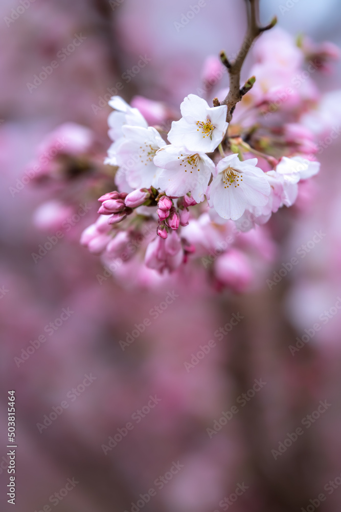 桜の花 春のイメージ 桜の花 春のイメージ