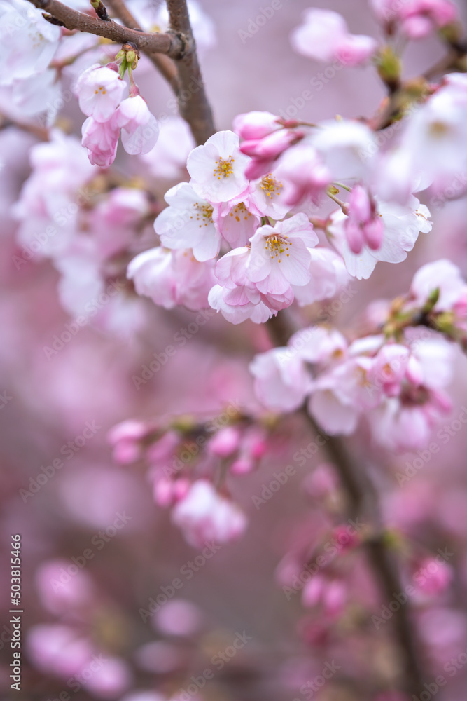 桜の花　春のイメージ