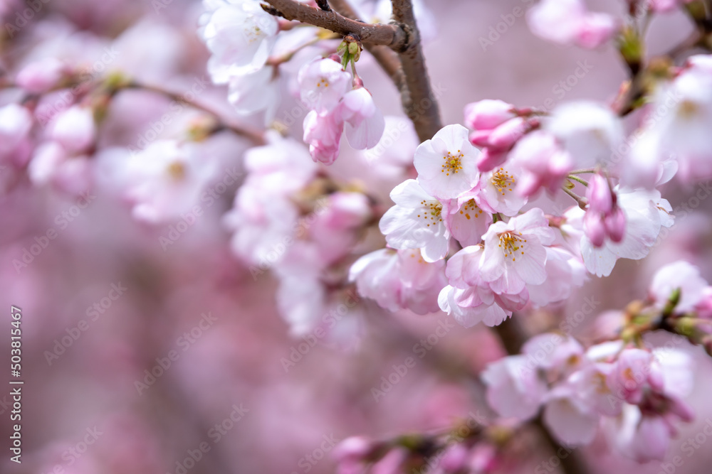 桜の花　春のイメージ