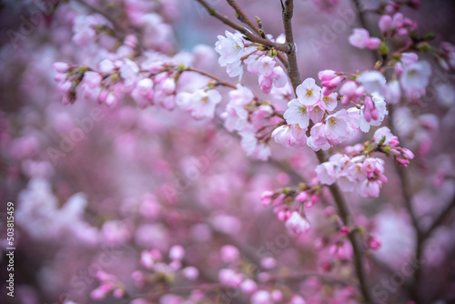 Wallpaper Mural 桜の花　春のイメージ Torontodigital.ca