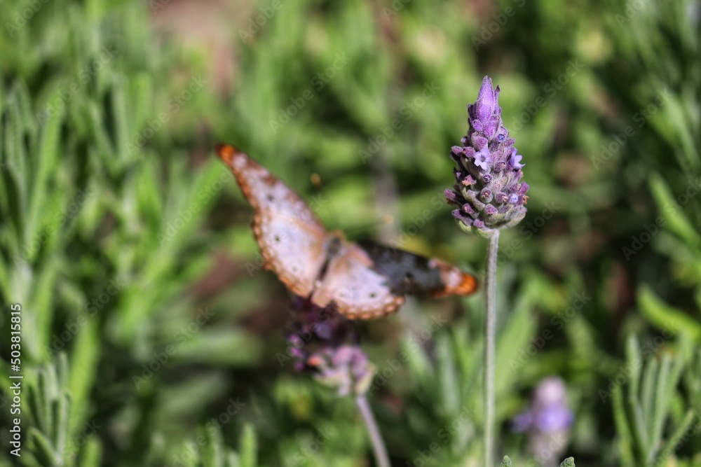 The beauty of the lavender flower. The beauty of the lavender flower.