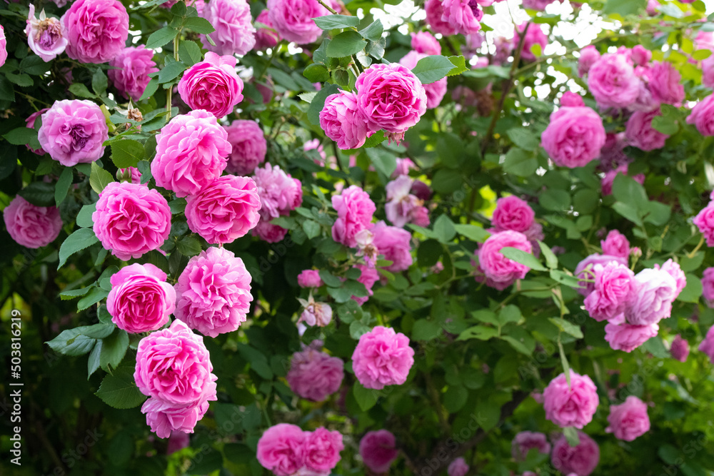 薔薇 薔薇