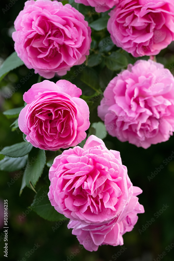 薔薇 薔薇