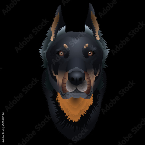 Vector illustration of a french beauceron dog head on a black background