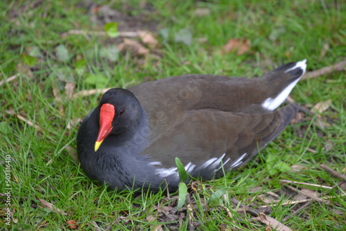 A water bird with a red beak