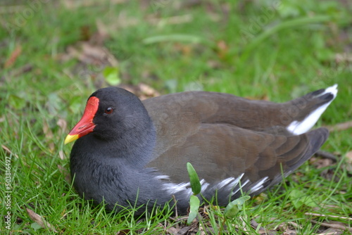 A water bird with a red beak