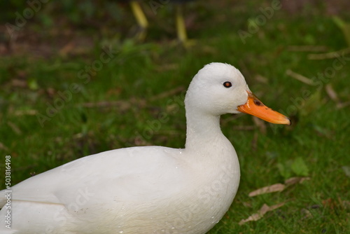 A white swan with orange beak on a green field