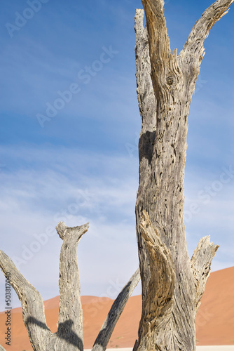 Old dead trees with weathered dry wood stand tall against the desert environment and sunny sky in Deadvlei  Namibia. 