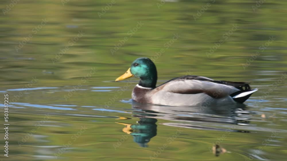 Close-up Mallard or Wild Duck Anas platyrhynchos. The bird swims in a beautiful light. Close-up Mallard or Wild Duck Anas platyrhynchos. The bird swims in a beautiful light.