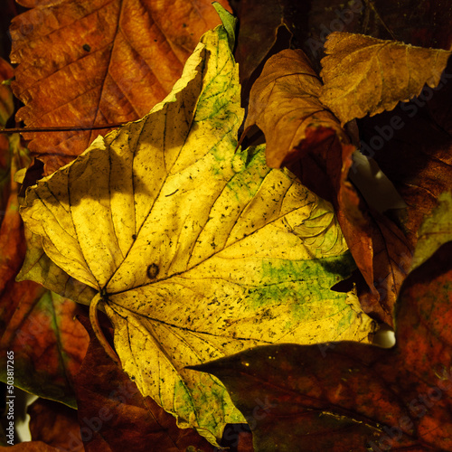 Bunch of golden coloured leaves