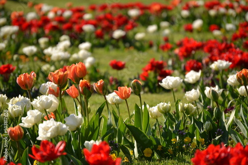 A beautiful tulip landscape with magnificent colors