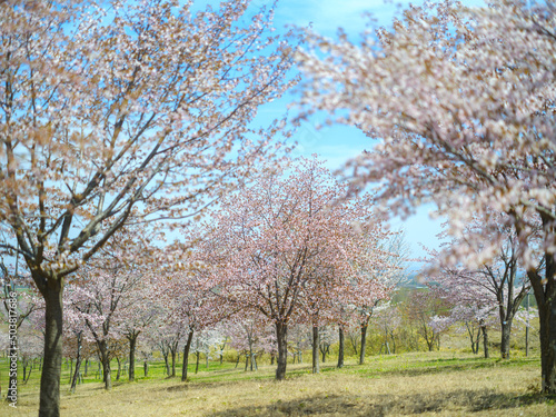 中札内の桜