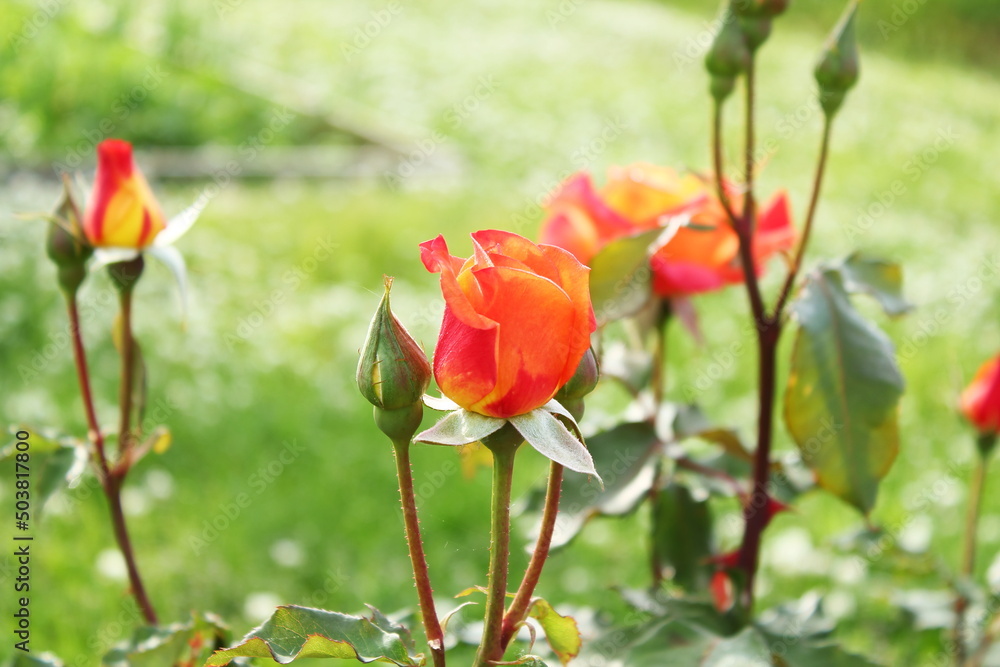colorful beautiful rose flower blooming in garden in spring colorful beautiful rose flower blooming in garden in spring