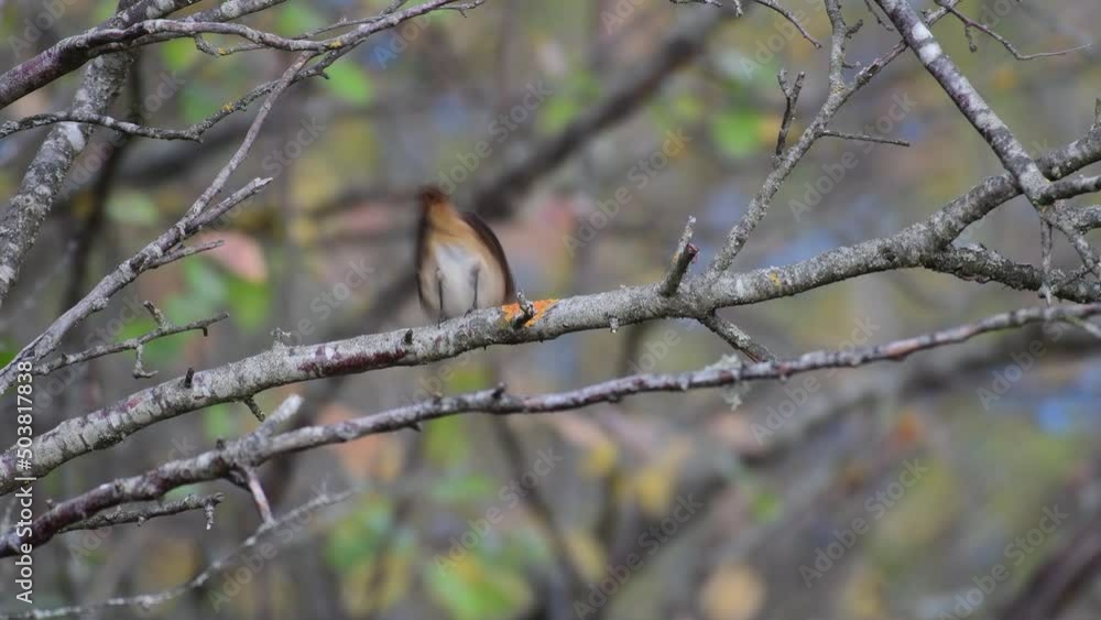 Common Redstart Phoenicurus phoenicurus. The birds sits on a branch and flies away. Common Redstart Phoenicurus phoenicurus. The birds sits on a branch and flies away.