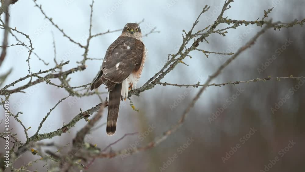 Eurasian sparrowhawk Accipiter nisus. The bird sits on a branch in the winter in the forest and flies away. Slow motion 4K. Eurasian sparrowhawk Accipiter nisus. The bird sits on a branch in the winter in the forest and flies away. Slow motion 4K.