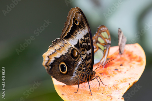 owl buterfly in natural environment photo