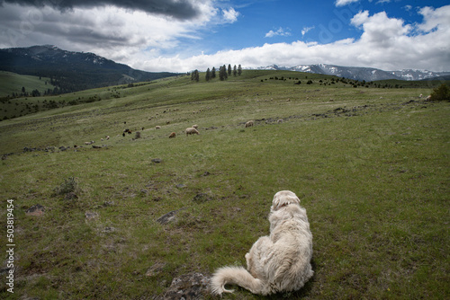 Sheepdog watching her sheep photo