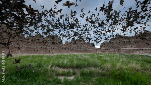 A frenetic flock of birds in Badlands National Park