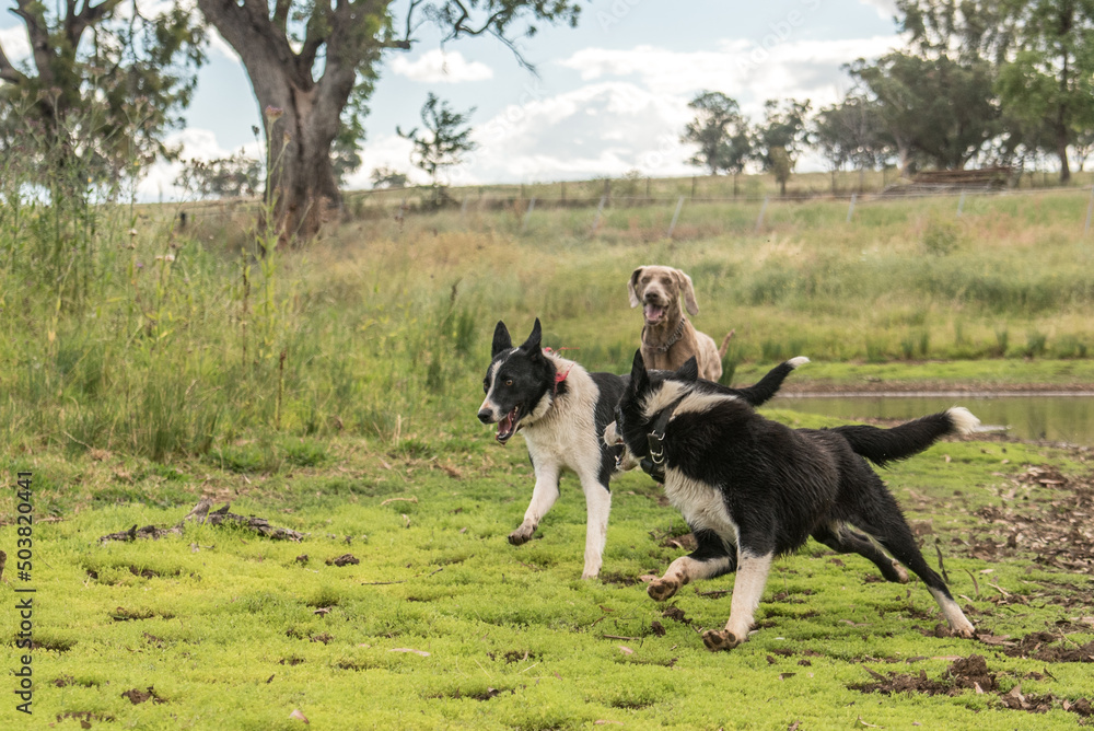 dog running on the field