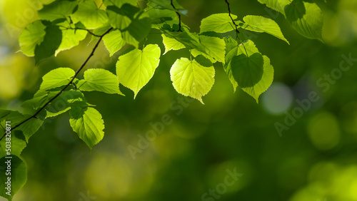 Frühling: Lindenblätter mit unscharfem Hintergrund | linden leaves with blurred background